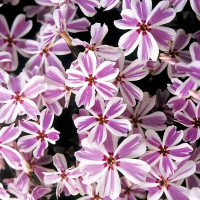 Саженцы Флокс шиловидный Candy Stripes (Кэнди Страйпс)