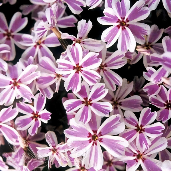 Саженцы Флокс шиловидный Candy Stripes (Кэнди Страйпс)