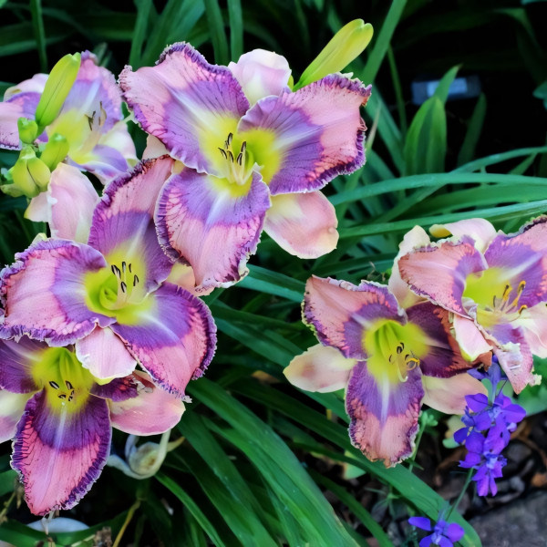 Саженцы Лилейник Mildred Mitchell (Милдрэд Митчел)