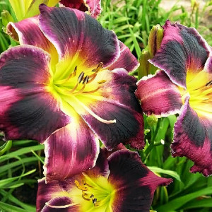 Саженцы Лилейник Mount Herman Intrigue (Маунт Херман Интриг)