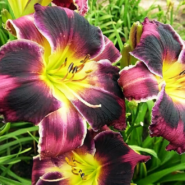 Саженцы Лилейник Mount Herman Intrigue (Маунт Херман Интриг)