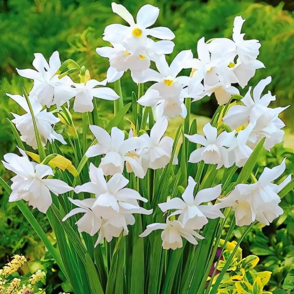 Луковицы Нарцисс мини Тхалия (в упаковке - 3шт.)