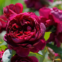 Саженцы Роза чайно-гибридная Аскот