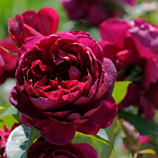 Саженцы Роза чайно-гибридная Аскот