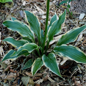 Саженцы Хоста Lakeside Hoola Hoop (Лэйксайд Хула Хуп) М