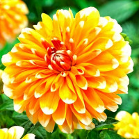 Саженцы Георгина Bahama Apricot