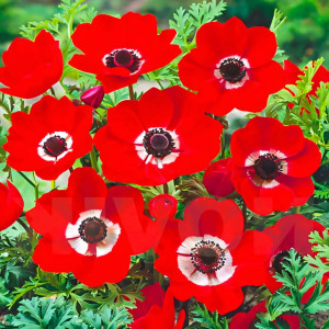 Анемона Голландия