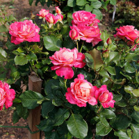 Саженцы Роза чайно-гибридная Роз Гожар