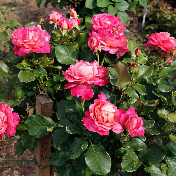 Саженцы Роза чайно-гибридная Роз Гожар