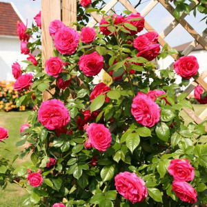 Саженцы Роза плетистая Маритим