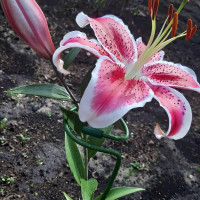 Луковицы  Лилия восточная Front Page (Фронт Пейдж) (3шт.)