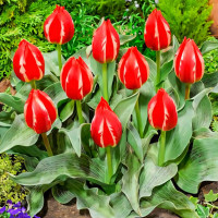 Луковицы Тюльпан Грейга Френдли Файер (в упаковке - 3шт.)