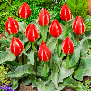Тюльпан Грейга Френдли Файер (в упаковке - 3шт.)