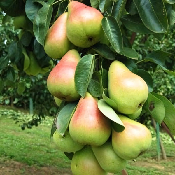 Саженцы Груша Колоновидная