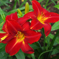 Саженцы Лилейник Anzac (Анзак)