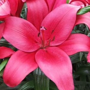  Лилия Purple Diamond (Пурпл Диамонд)