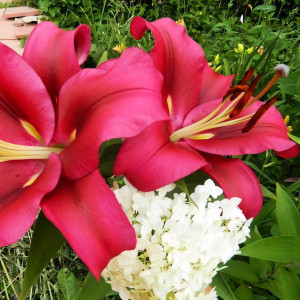  Лилия ОТ гибрид Fujian (Фудзиан)