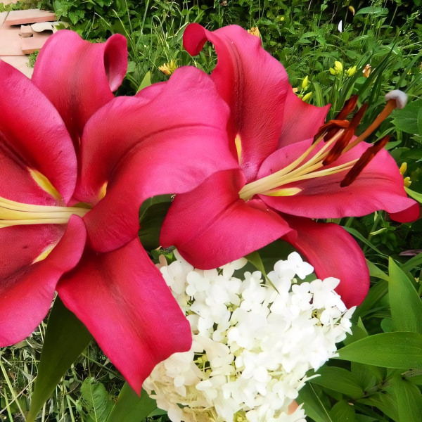 Луковицы Саженцы Лилия ОТ гибрид Fujian (Фудзиан) (3шт.)