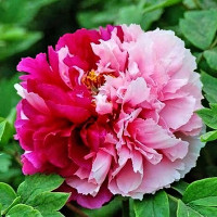 Саженцы Пион Две Сестры