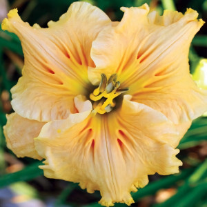 Саженцы Лилейник Bas Relief (Бас Релиф)