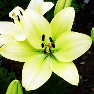  Лилия ЛА гибрид Gerrit Zalm (Геррит Залм)