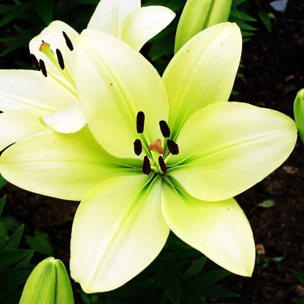 Луковицы  Лилия ЛА гибрид Gerrit Zalm (Геррит Залм) (3шт.)