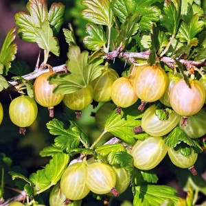 Саженцы Крыжовник Мукуринес