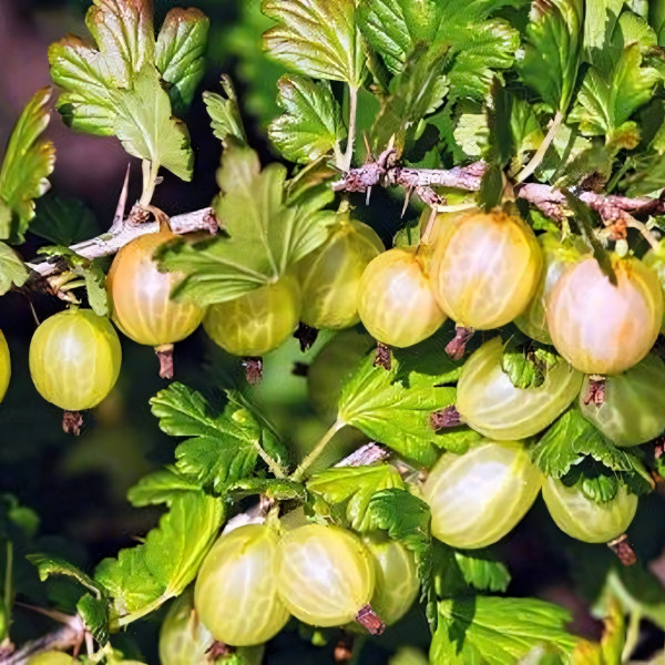 Саженцы Крыжовник Мукуринес
