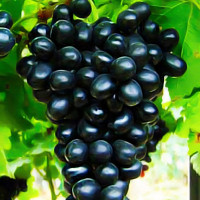 Саженцы Виноград Молдова