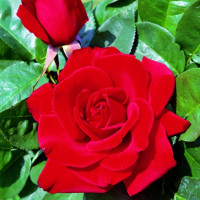 Саженцы Роза чайно-гибридная Хот Поинт