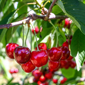 Саженцы Вишня Прима