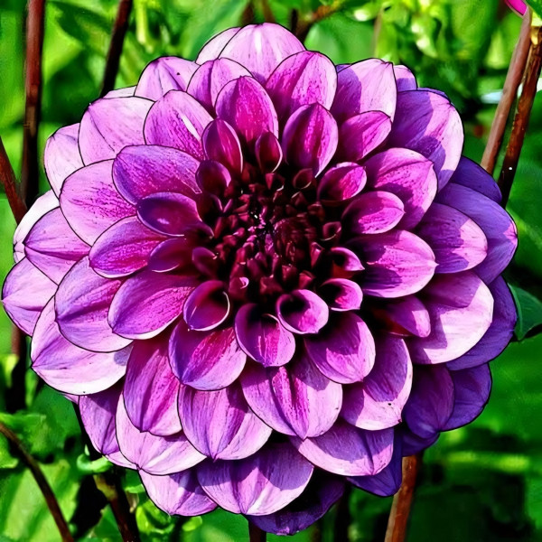 Саженцы Георгина декоративная Blue Bell (Блю Белл)