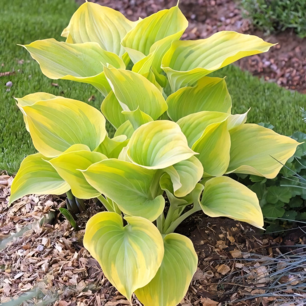 Саженцы Хоста Dutch Flame (Датч Флейм) М