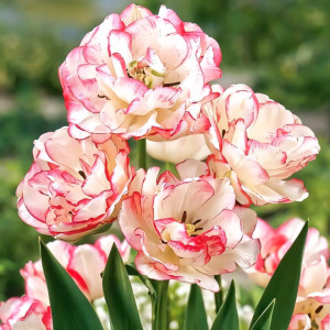 Тюльпан махровый Белиция (в упаковке - 3шт.)