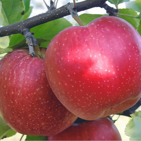 Саженцы Яблоня Ремо