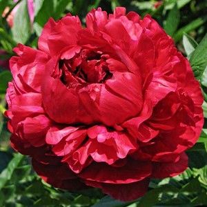 Саженцы Пион Henry Bockstoce (Генри Бокстос)