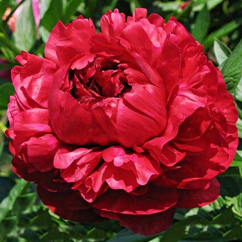 Саженцы Пион Henry Bockstoce (Генри Бокстос)