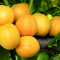 Саженцы Абрикос Королевский