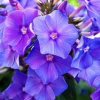 Саженцы Флокс метельчатый Blue Paradise (Блю Парадиз)