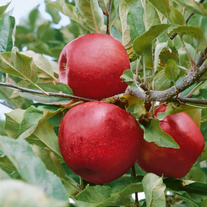 Саженцы Яблоня Прикубанское