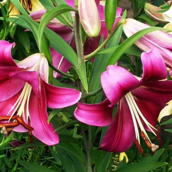 Луковицы  Лилия тигровая Purple Marble (Пурпл Марбл) (3шт.)