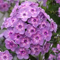 Саженцы Флокс Rainbow Dancer (Рэйнбоу Дансер)