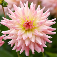 Саженцы Георгина мелоди Gipsy