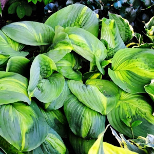 Саженцы Хоста Enchiladas (Энчиладас) L