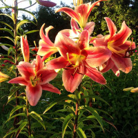 Луковицы Саженцы Лилия ОТ гибрид Montego Bay (Монтего Бэй) (3шт.)