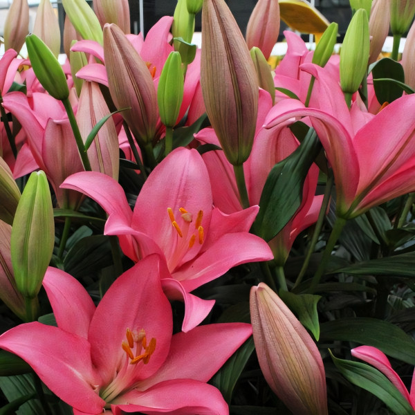 Луковицы  Лилия Jomi (Джоми) (3шт.)