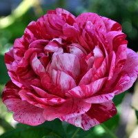 Саженцы Роза парковая Командан Баропер