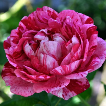 Саженцы Роза парковая Командан Баропер