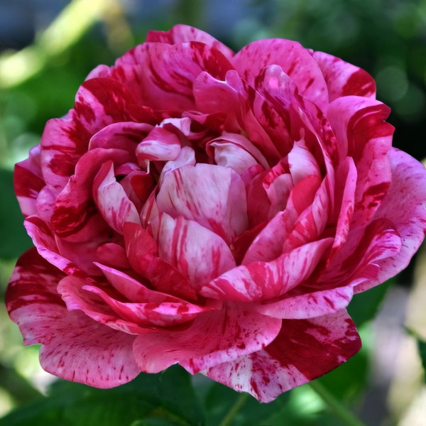 Саженцы Роза парковая Командан Баропер