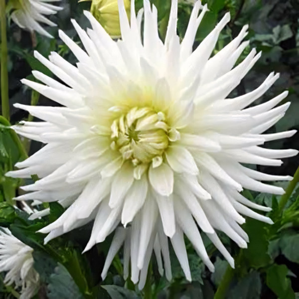 Саженцы Георгина кактусовая My Love (Май Лов)